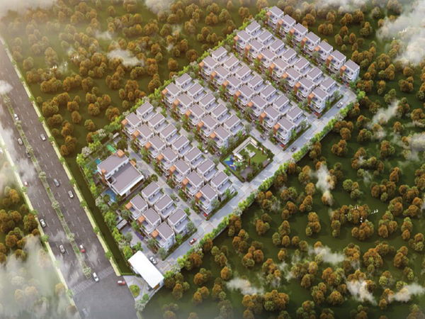 Vertex Bougainvillea